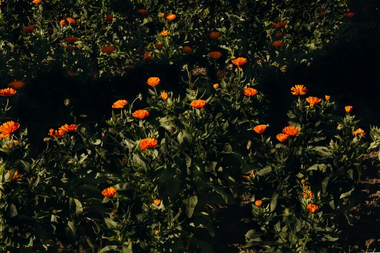 ¿Fue esto alguna vez el ombligo de la luna?