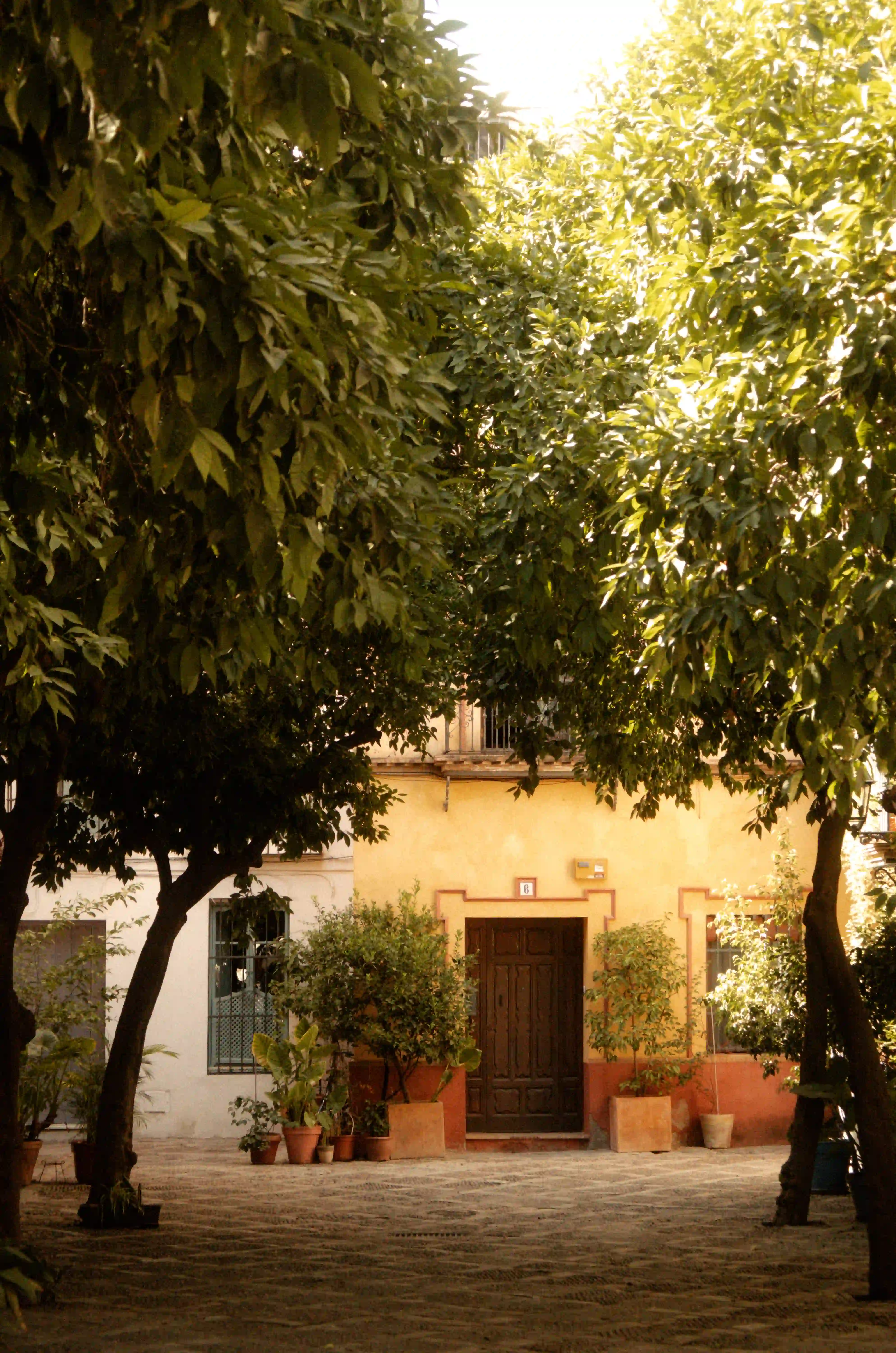 Poesía sobre enredaderas